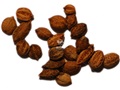 Witherod Viburnum seeds
