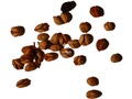 Arrowwood Viburnum seeds