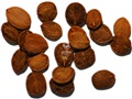 Sweet Viburnum seeds