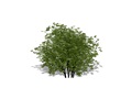 Representation of the American Cranberrybush