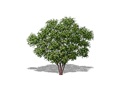 Representation of the Northern Prickly-ash