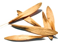 fraxinus_americana_semences