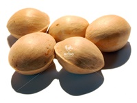 ginkgo_biloba_semences