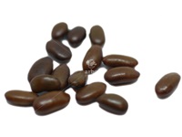 gleditsia_triacanthos_inermis_semences
