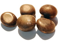 gymnocladus_dioicus_semences