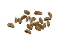 ilex_opaca_semences