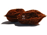 juglans_cinerea_noix