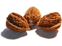 juglans_cinerea_x_mandshurica_noix