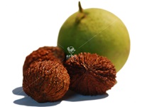 juglans_nigra_noix