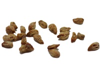 juniperus_communis_semences