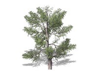 juniperus_virginiana