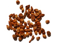 juniperus_virginiana_graines