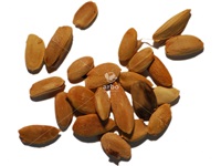 maclura_pomifera_graines