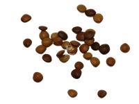 mimosa_pudica