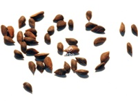 picea_abies_semences