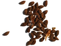 picea_pungens_graines