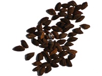 pinus_banksiana_graines