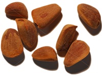 pinus_koraiensis_noix