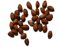 pinus_resinosa_graines