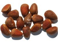 pinus_sibirica_noix