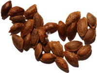 pinus_strobus_graines