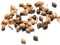 pinus_sylvestris_semences