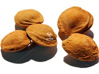 prunus_armeniaca_semences