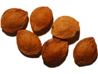 prunus_nigra_graines