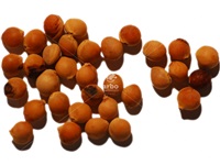 prunus_serotina_graines