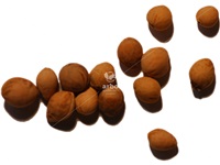 prunus_virginiana_graines