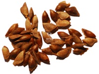 pseudotsuga_menziesii_graines
