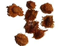 ptelea_trifoliata_graines