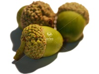 quercus_alba_glands