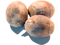 quercus_bicolor_semences