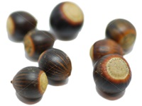 quercus_imbricaria_semences