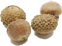 quercus_lyrata