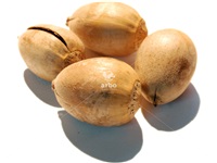 quercus_macrocarpa_semences