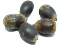 quercus_muehlenbergii_semences