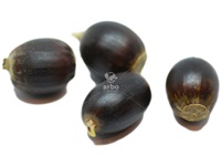 quercus_prinoides_semences
