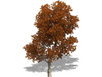 quercus_shumardii