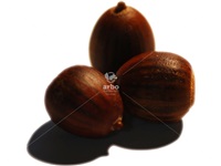 quercus_velutina_glands
