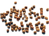 rhus_glabra_semences