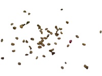 rubus_odoratus_semences
