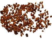 sambucus_canadensis_graines