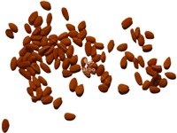 sambucus_pubens_graines