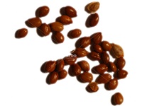 shepherdia_argentea_graines