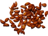 sorbus_americana_graines