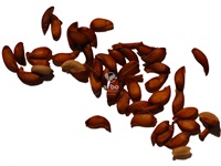 sorbus_decora_graines