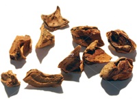 taxodium_distichum_semences