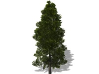 thuja_occidentalis